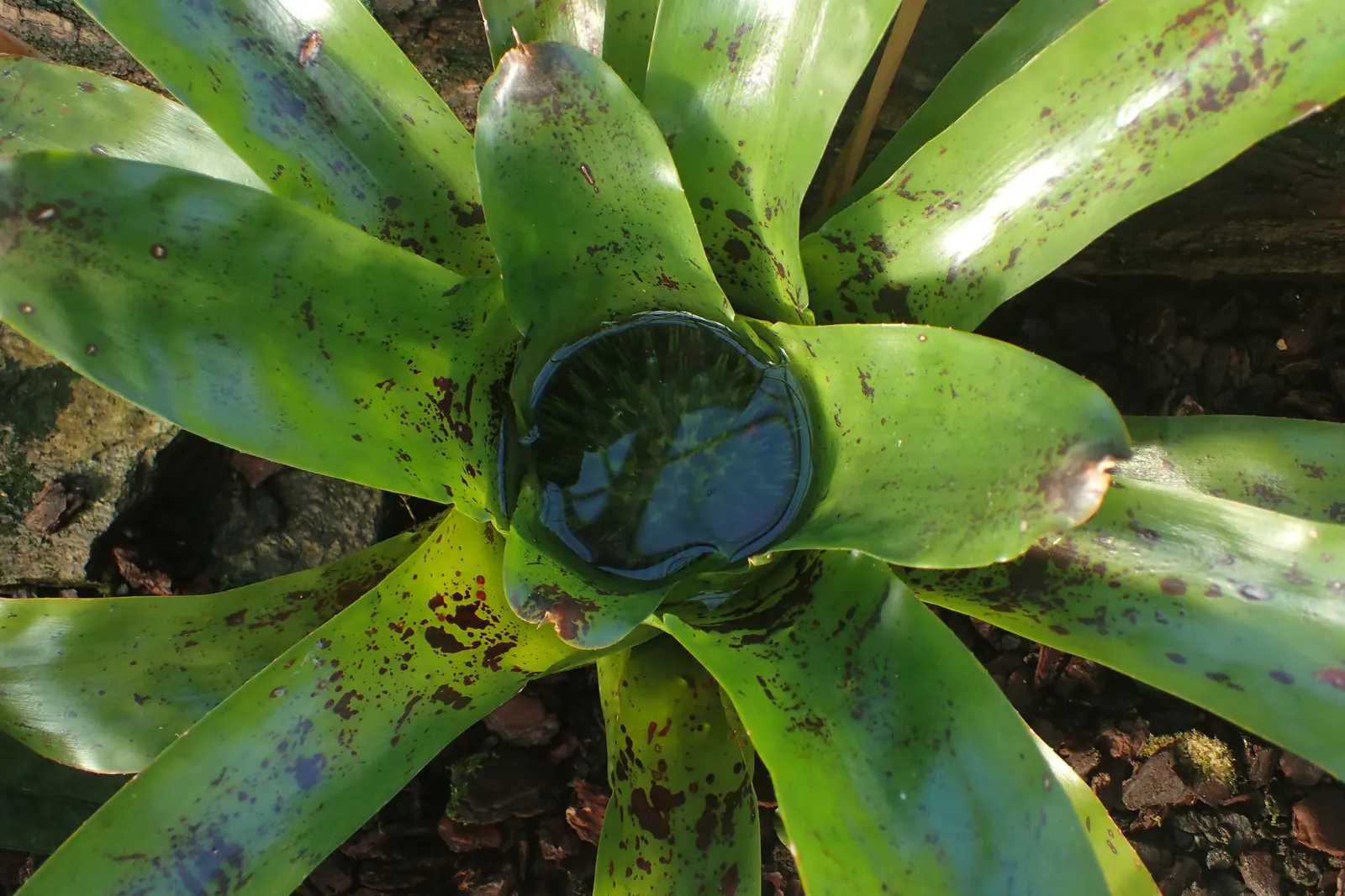 Neoregelias (Neoregelia Cultivars) — making them ideal for ground cover or as understory plants in shaded areas; neoregelias require minimal water, image 166