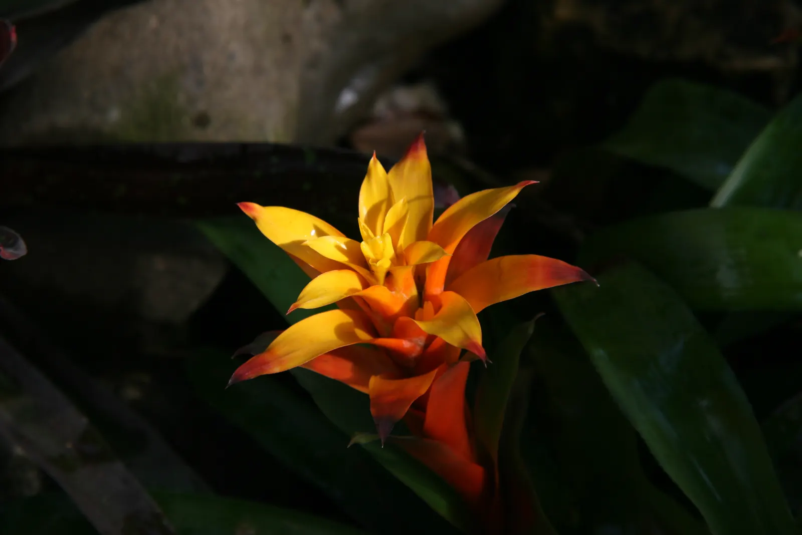 Neoregelias (Neoregelia Cultivars) — Neoregelias add a dash of vibrant beauty and textured appeal to the discerning gardener's collection; they present