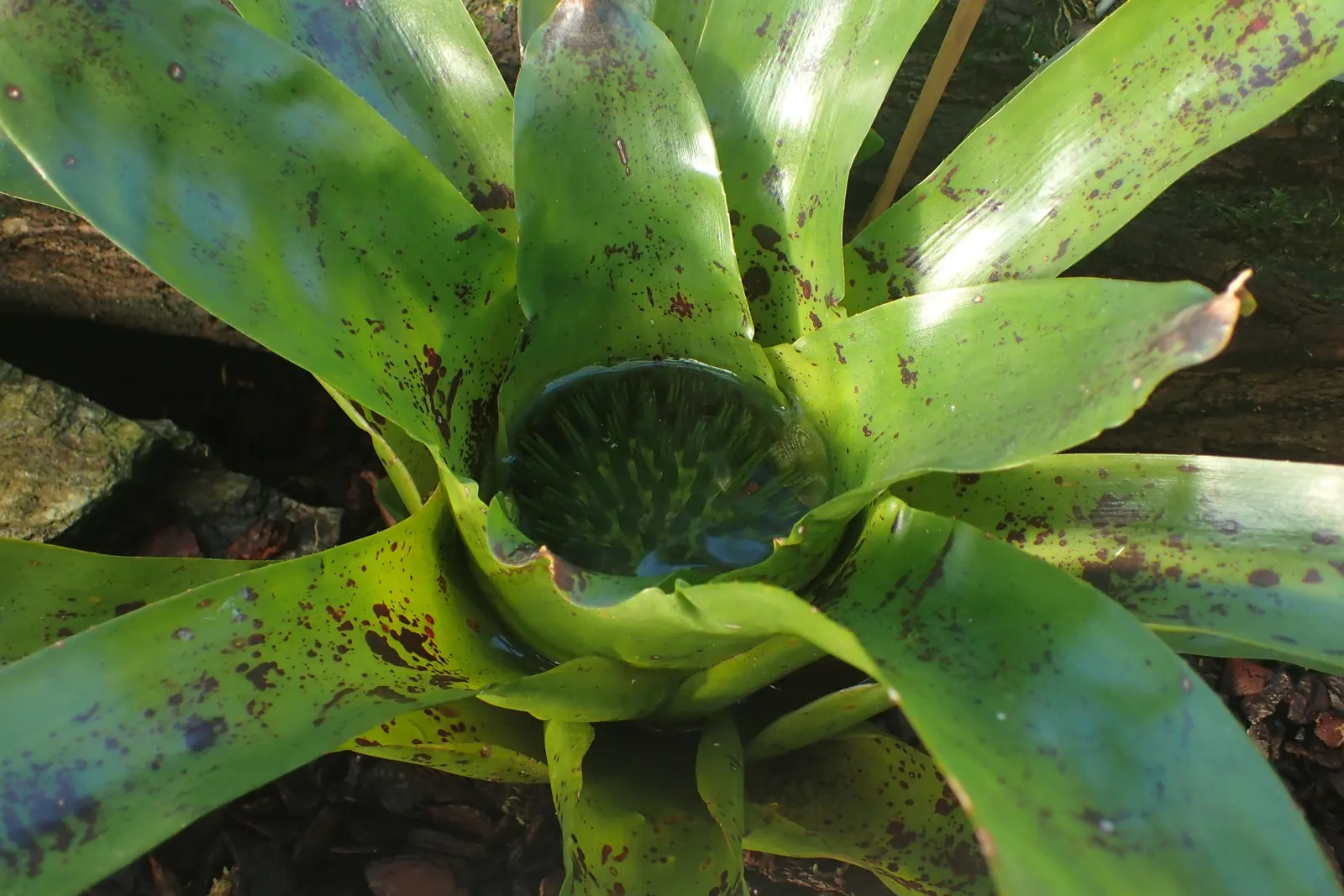 Neoregelias (Neoregelia Cultivars) — vibrant Bromeliads prized for their striking foliage rather than flowers; optimal growth occurs in bright, image 105