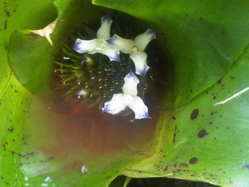 Neoregelias (Neoregelia Cultivars) — Well-draining soil or a bark-based potting mix is essential to prevent root rot; and they benefit from a, image 66