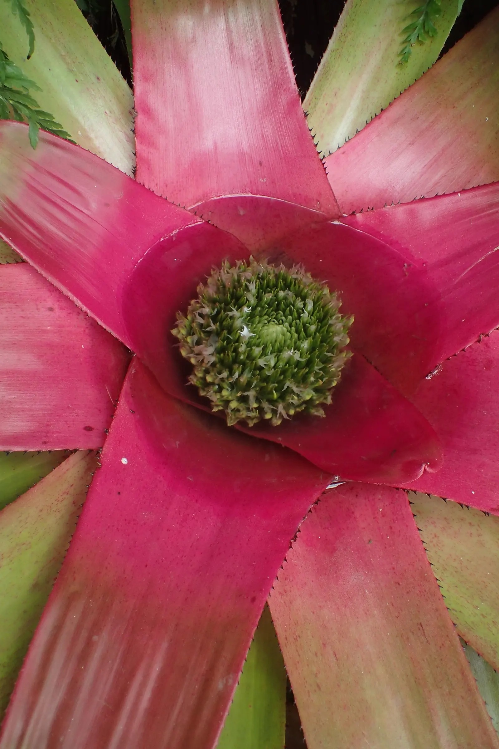 Neoregelias (Neoregelia Cultivars) — these plants boast a wide array of cultivars; serve as strikingly attractive elements in any landscape design, image 139