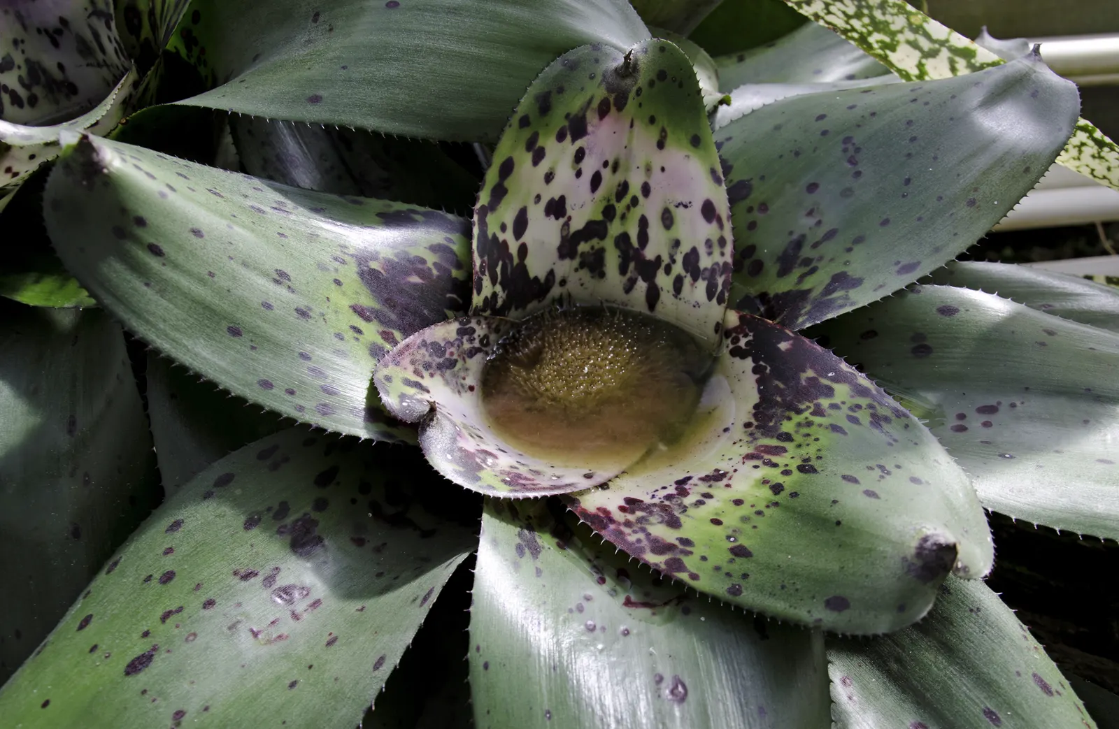 Neoregelias (Neoregelia Cultivars) — When situating these plants in the landscape; a fascinating group within the Bromeliad family, image 98