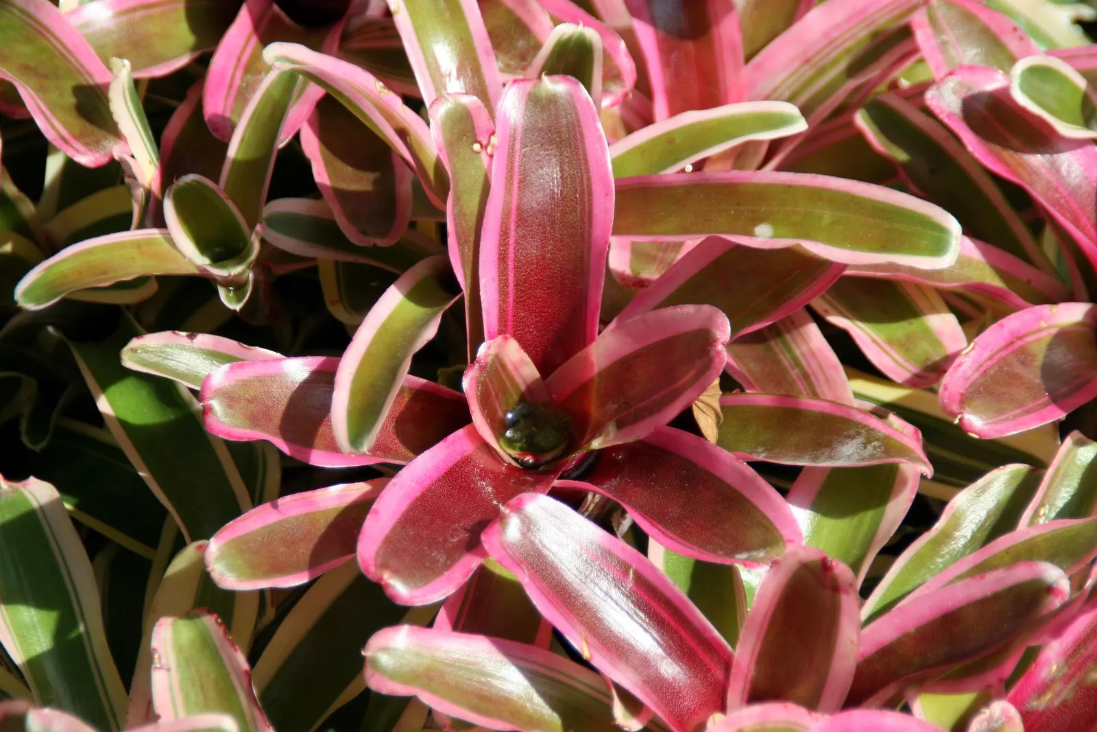 Neoregelias (Neoregelia Cultivars) — and they benefit from a balanced; the center of the rosette, image 147