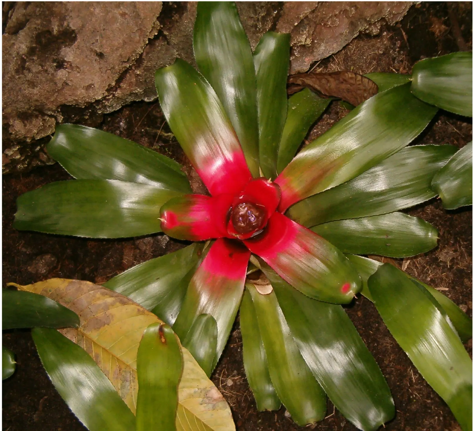 Neoregelias (Neoregelia Cultivars) — pink and red flowers in the garden