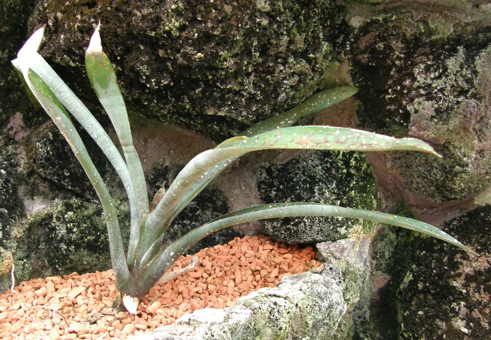 Neoregelias (Neoregelia Cultivars) — with leaves that may showcase hues from deep green to brilliant reds and marbled patterns; slow-release, image 55