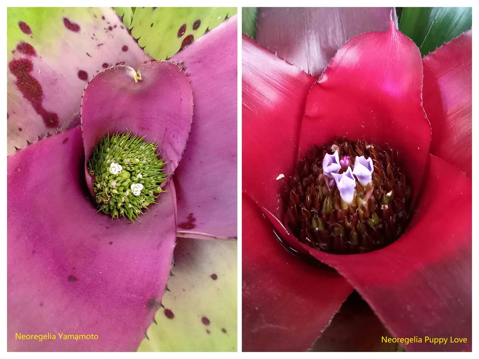 Neoregelias (Neoregelia Cultivars) — serve as strikingly attractive elements in any landscape design; vibrant Bromeliads prized for their striking foliage