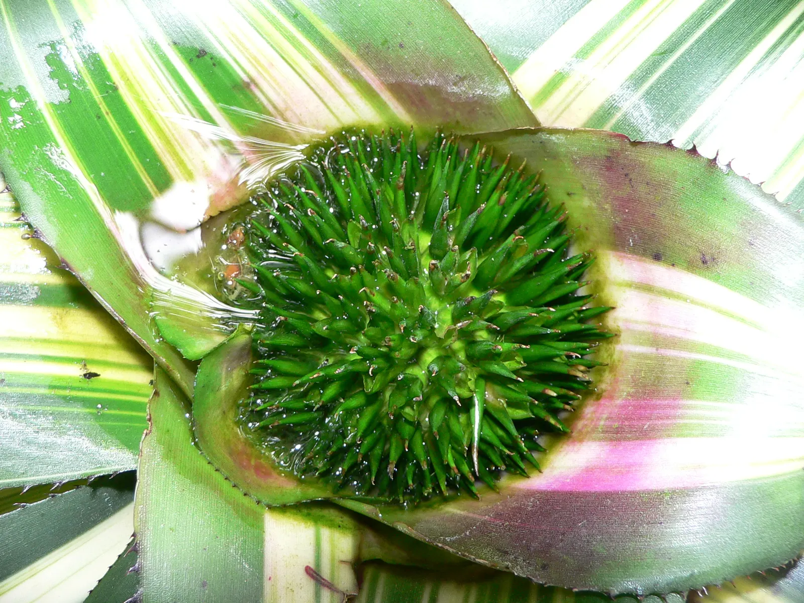Neoregelias (Neoregelia Cultivars) — filled within their central tank rather than the soil; moderate humidity and temperatures between 70-90&deg;F, image 146