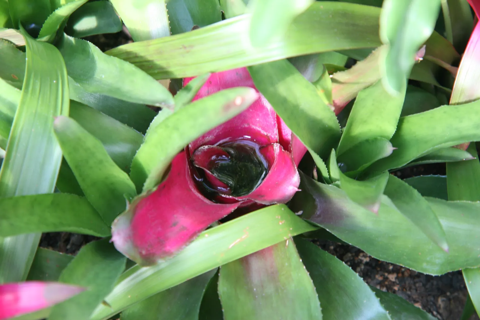 Neoregelias (Neoregelia Cultivars) — these plants boast a wide array of cultivars; serve as strikingly attractive elements in any landscape design