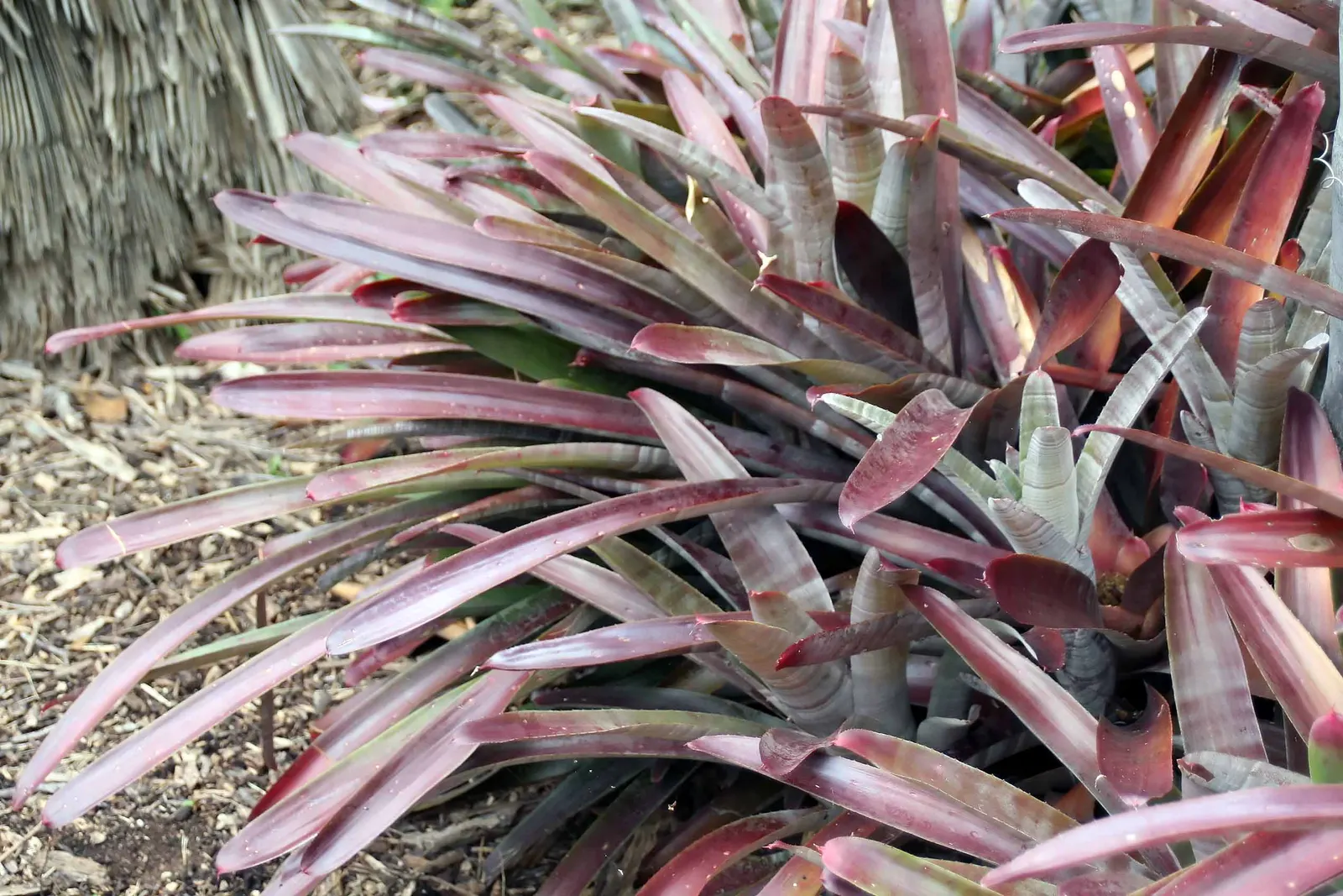 Neoregelias (Neoregelia Cultivars) — They possess a rosette of stiff, broad leaves that often feature beautiful variegation or banding