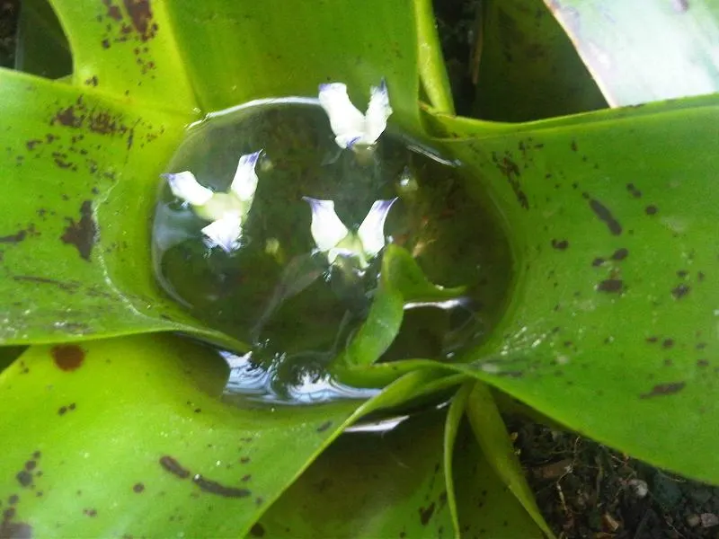 Neoregelias (Neoregelia Cultivars) — succulent for deep shade or shade; neoregelias add a dash of vibrant beauty and textured appeal to the discerning