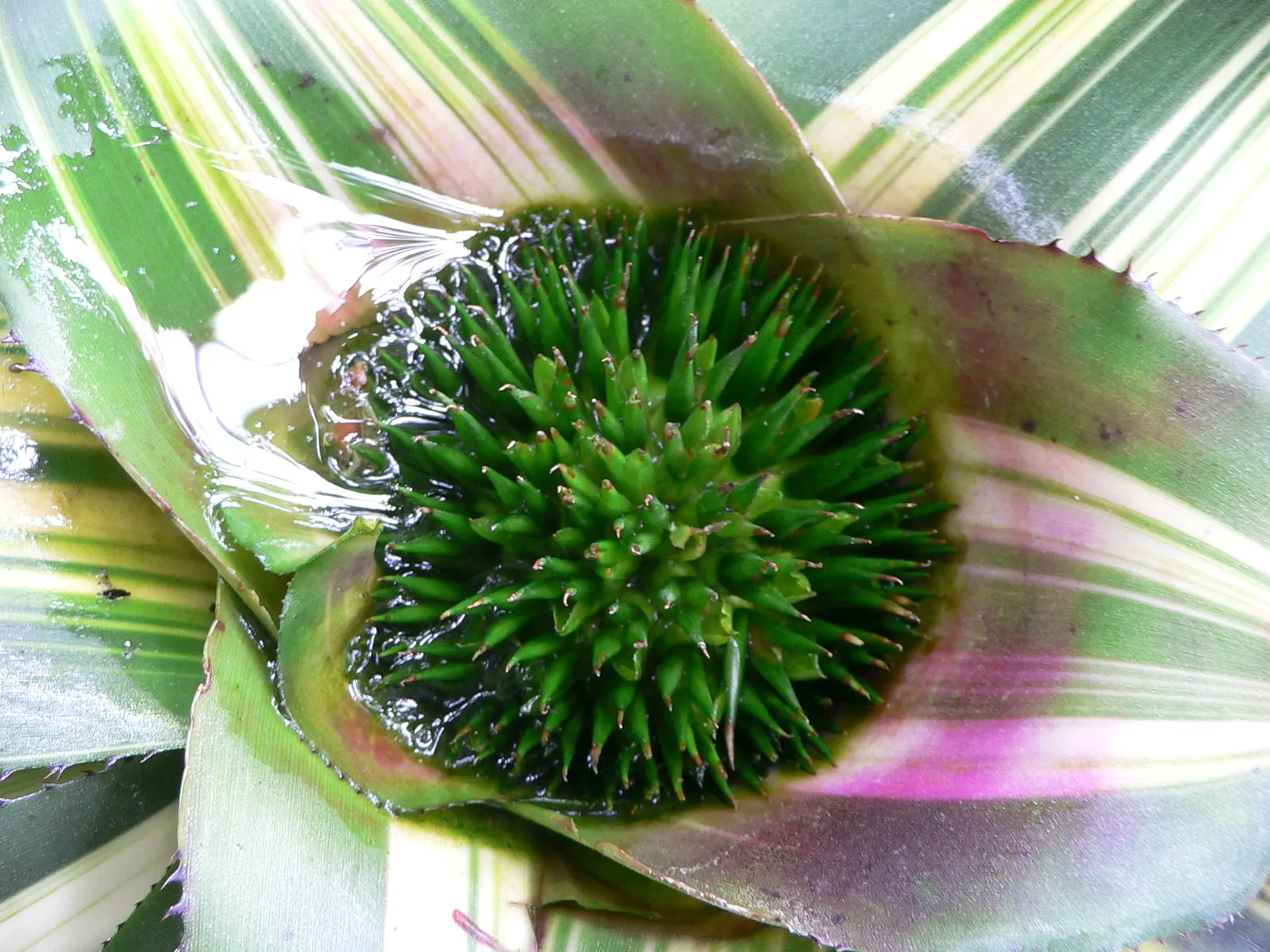 Neoregelias (Neoregelia Cultivars) — these plants boast a wide array of cultivars