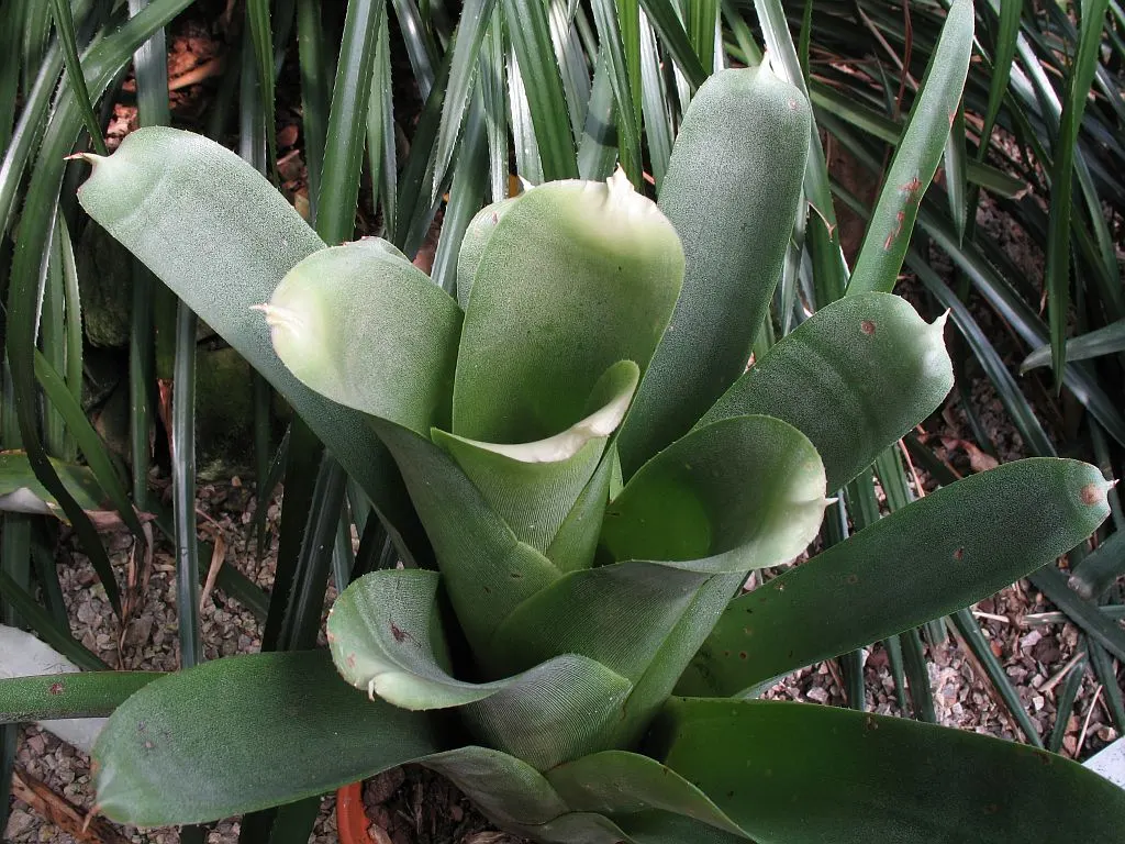 Neoregelias (Neoregelia Cultivars) — When situating these plants in the landscape; a fascinating group within the Bromeliad family, image 124