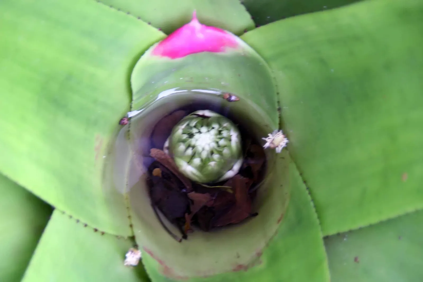 Neoregelias (Neoregelia Cultivars) — and they benefit from a balanced; the center of the rosette, image 121