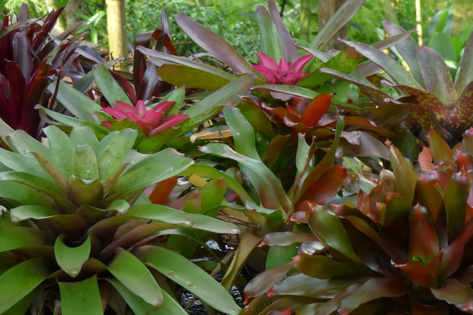 Neoregelias (Neoregelia Cultivars) — these plants boast a wide array of cultivars; serve as strikingly attractive elements in any landscape design, image 113