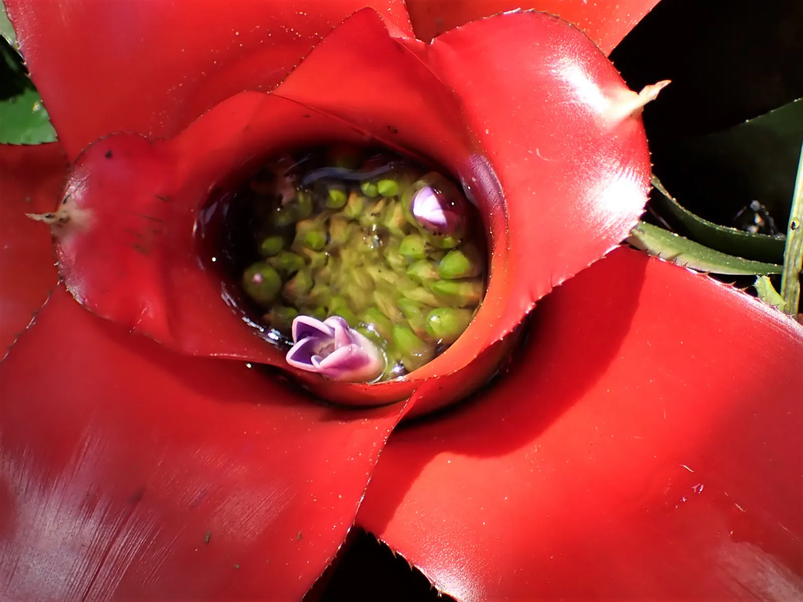 Neoregelias (Neoregelia Cultivars) — consider their mature size and place them where their colorful foliage can be appreciated up close, image 73