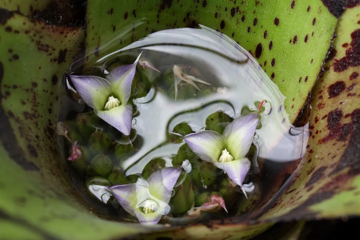 Neoregelias (Neoregelia Cultivars) — vibrant Bromeliads prized for their striking foliage rather than flowers; optimal growth occurs in bright, image 53