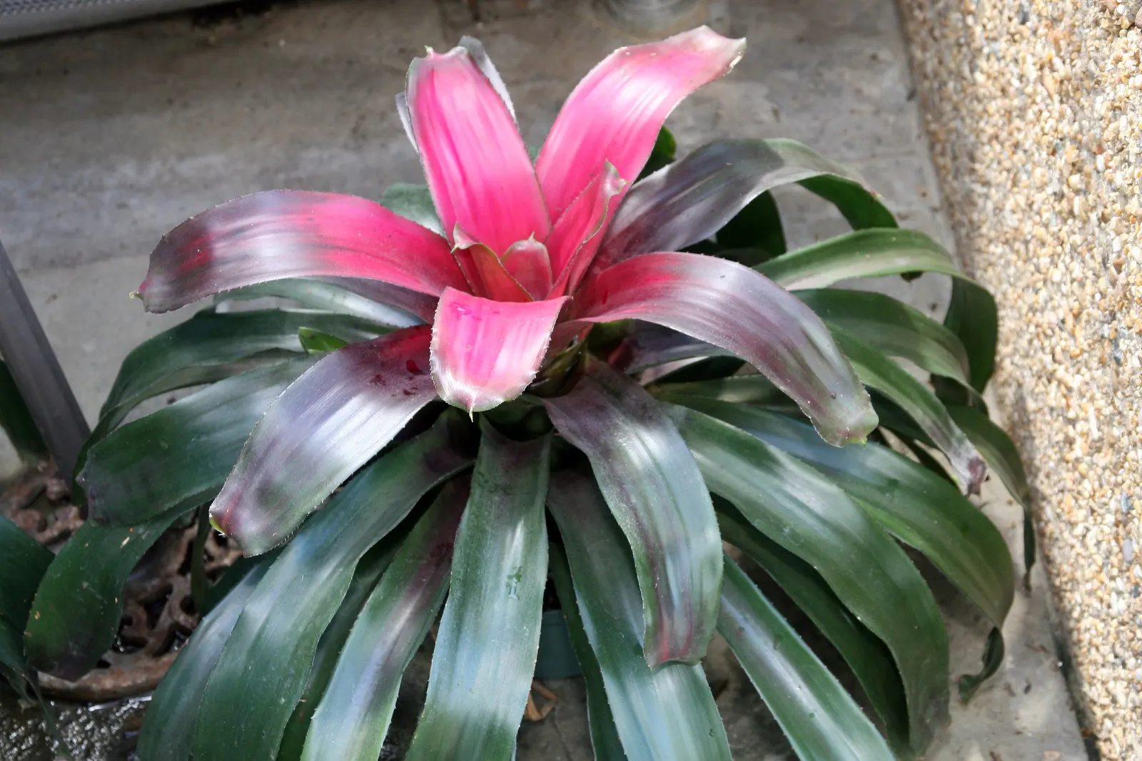 Neoregelias (Neoregelia Cultivars) — Neoregelias can be grown as eye-catching accents in brightly lit rooms; succulent for deep shade or shade, image 97