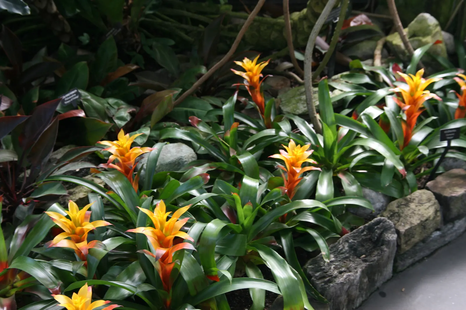 Neoregelias (Neoregelia Cultivars) — such as along walkways or in patio planters; consider their mature size and place them where their colorful, image 152