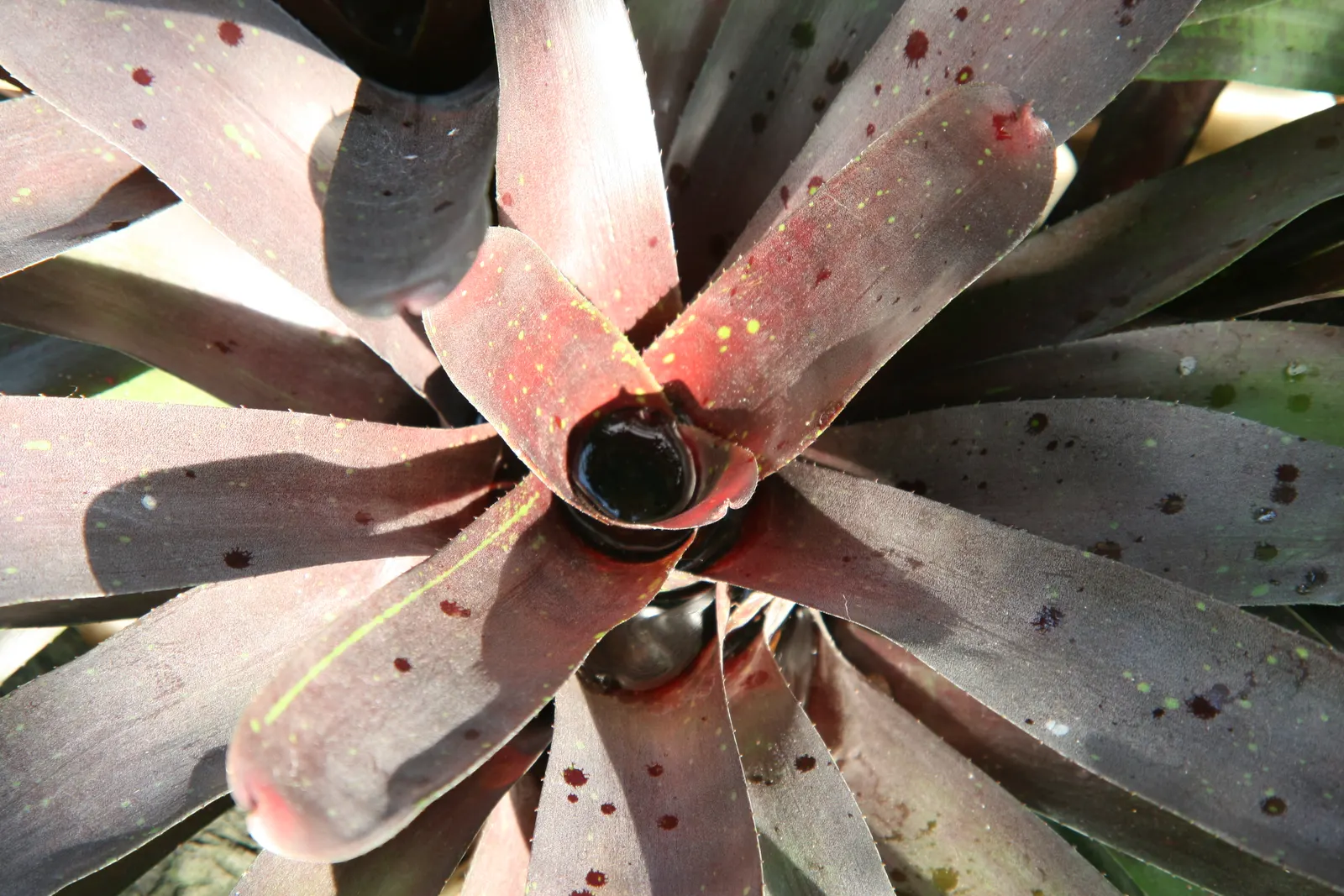 Neoregelias (Neoregelia Cultivars) — They possess a rosette of stiff, broad leaves that often feature beautiful variegation or banding; such as, image 63