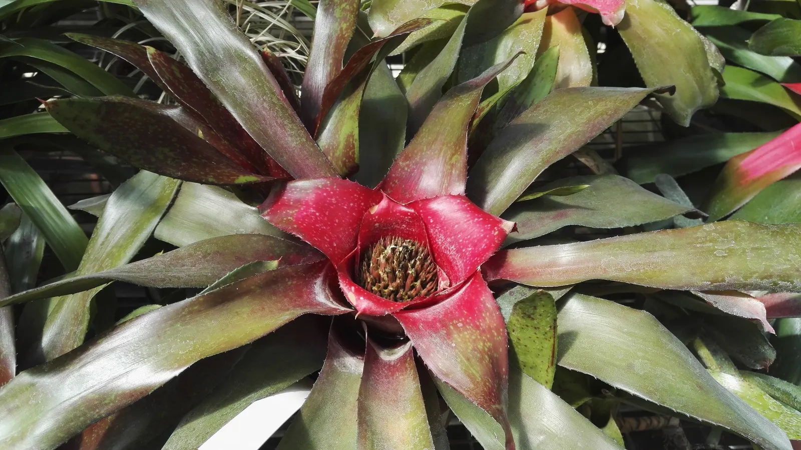 Neoregelias (Neoregelia Cultivars) — Neoregelias require minimal water; pink and red flowers in the garden, image 93