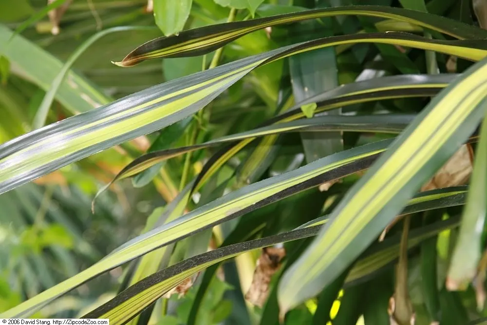 Neoregelias (Neoregelia Cultivars) — Moderate humidity and temperatures between 70-90&deg;F nurture their lush appearance; ideal for accentuating, image 161