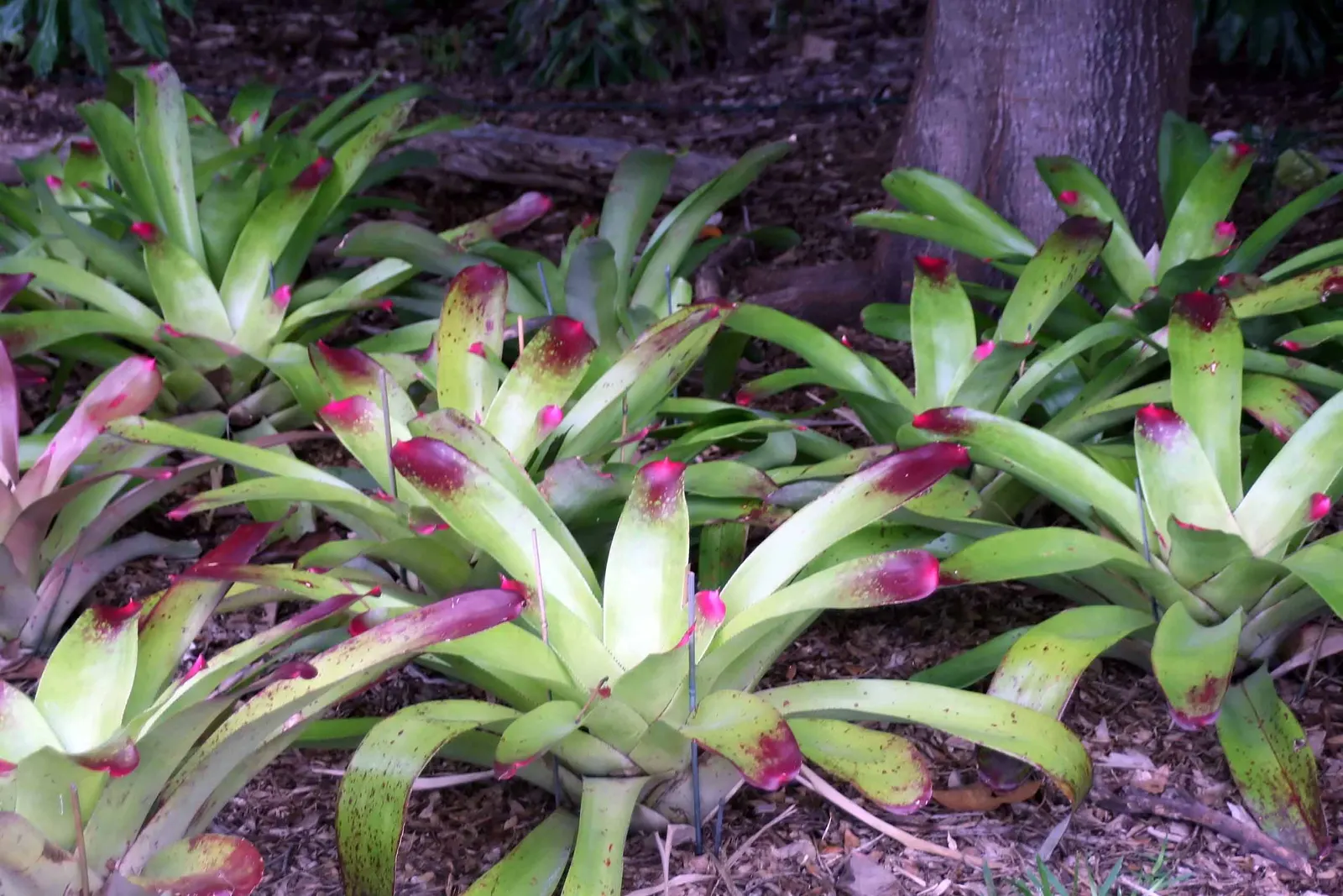 Neoregelias (Neoregelia Cultivars) — succulent for deep shade or shade; neoregelias add a dash of vibrant beauty and textured appeal to the, image 104