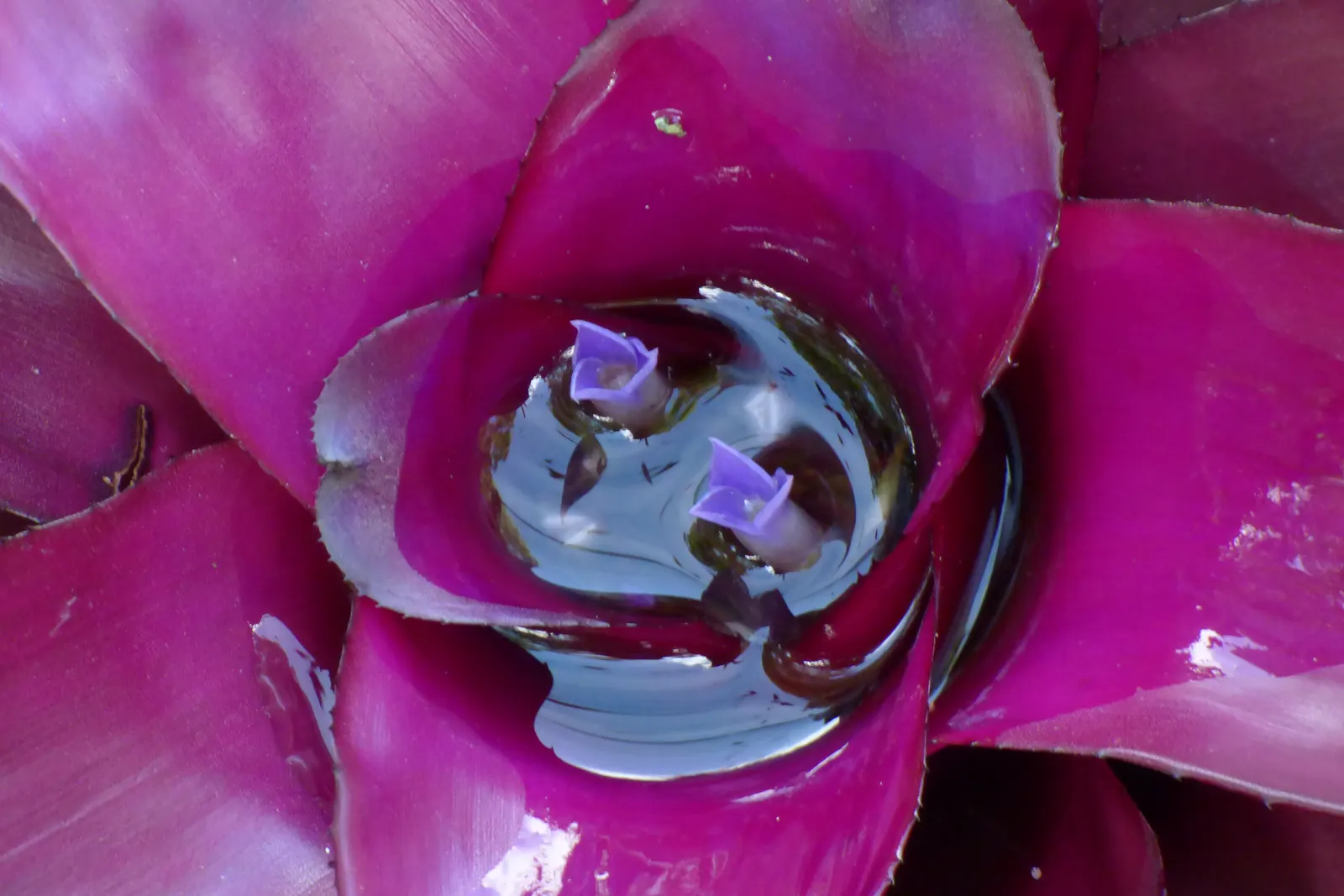 Neoregelias (Neoregelia Cultivars) — making them ideal for ground cover or as understory plants in shaded areas; neoregelias require minimal water, image 140
