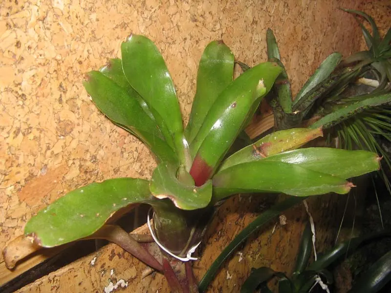 Neoregelias (Neoregelia Cultivars) — a fascinating group within the Bromeliad family; when situating these plants in the landscape, image 163
