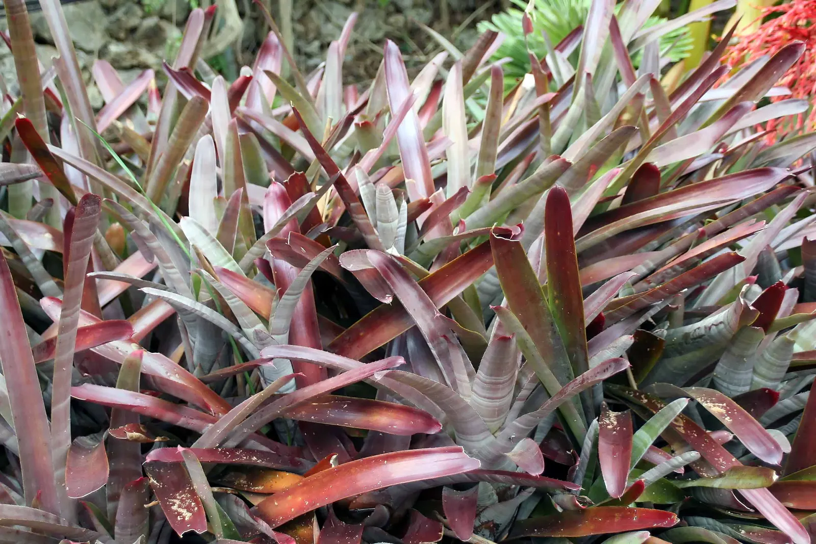 Neoregelias (Neoregelia Cultivars) — making them ideal for ground cover or as understory plants in shaded areas; neoregelias require minimal water