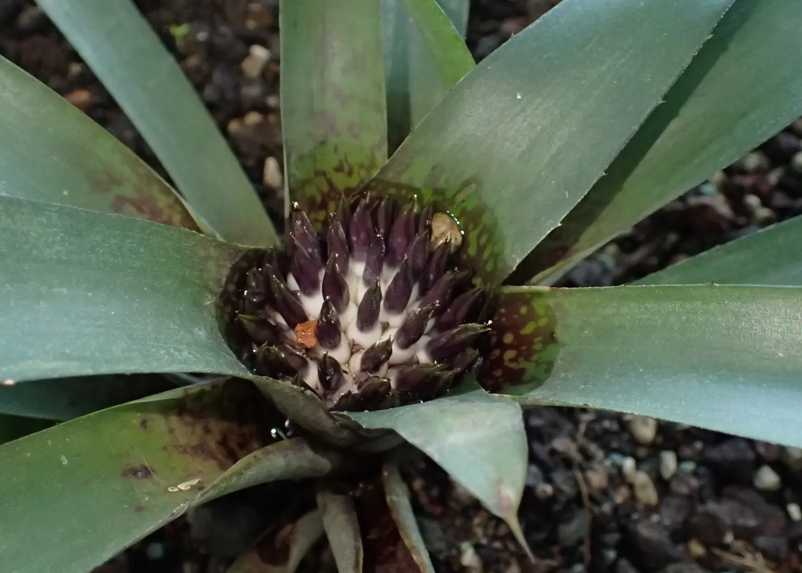 Neoregelias (Neoregelia Cultivars) — Neoregelias can be grown as eye-catching accents in brightly lit rooms; succulent for deep shade or shade, image 71