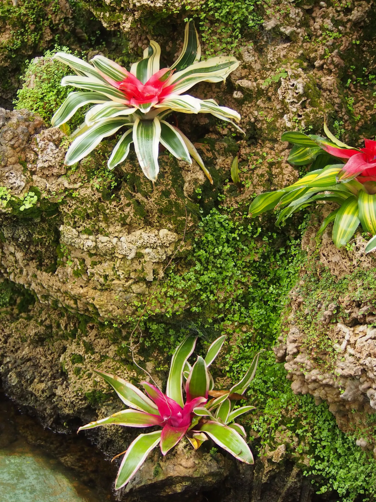 Neoregelias (Neoregelia Cultivars) — Optimal growth occurs in bright, filtered light with well-draining soil; succulent with pink and red blooms, image 160