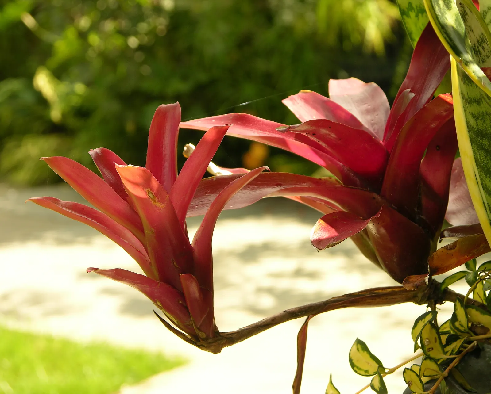 Neoregelias (Neoregelia Cultivars) — Neoregelias can be grown as eye-catching accents in brightly lit rooms; succulent for deep shade or shade, image 149