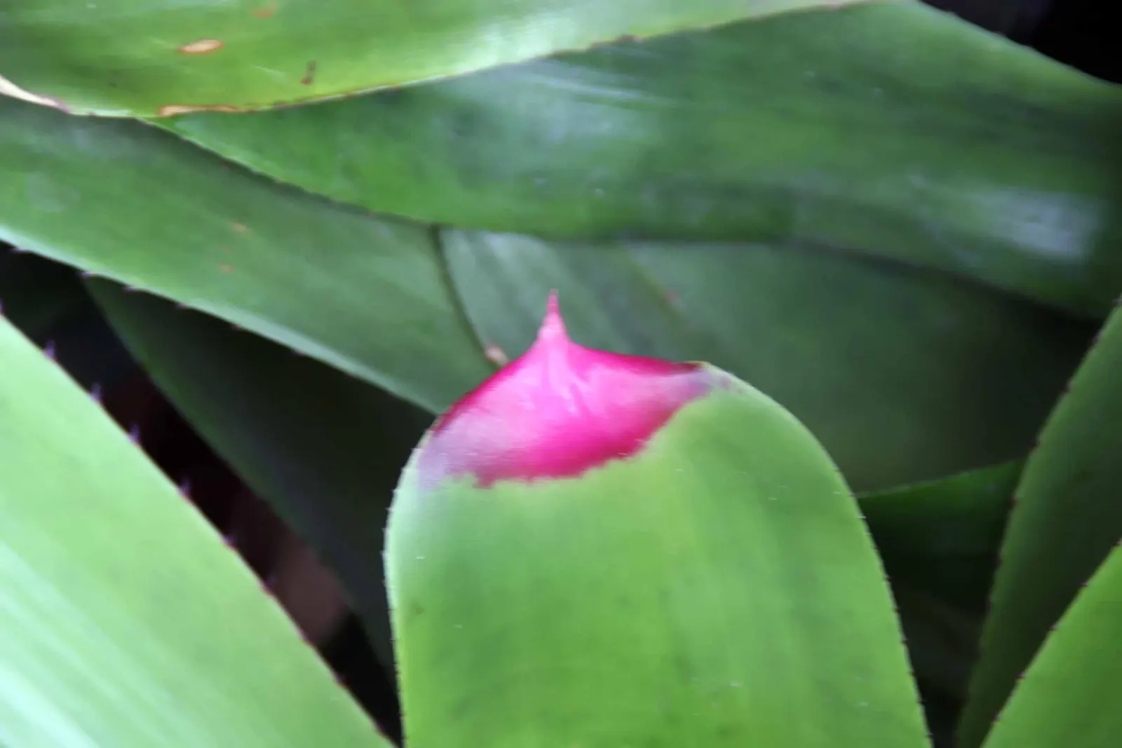 Neoregelias (Neoregelia Cultivars) — They possess a rosette of stiff, broad leaves that often feature beautiful variegation or banding; such as, image 89