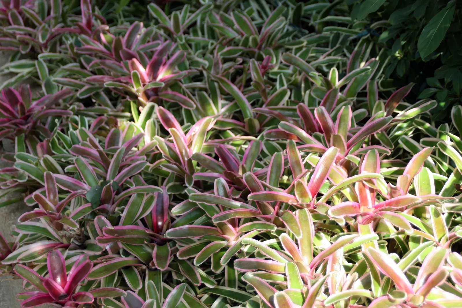 Neoregelias (Neoregelia Cultivars) — They possess a rosette of stiff, broad leaves that often feature beautiful variegation or banding; such as, image 115