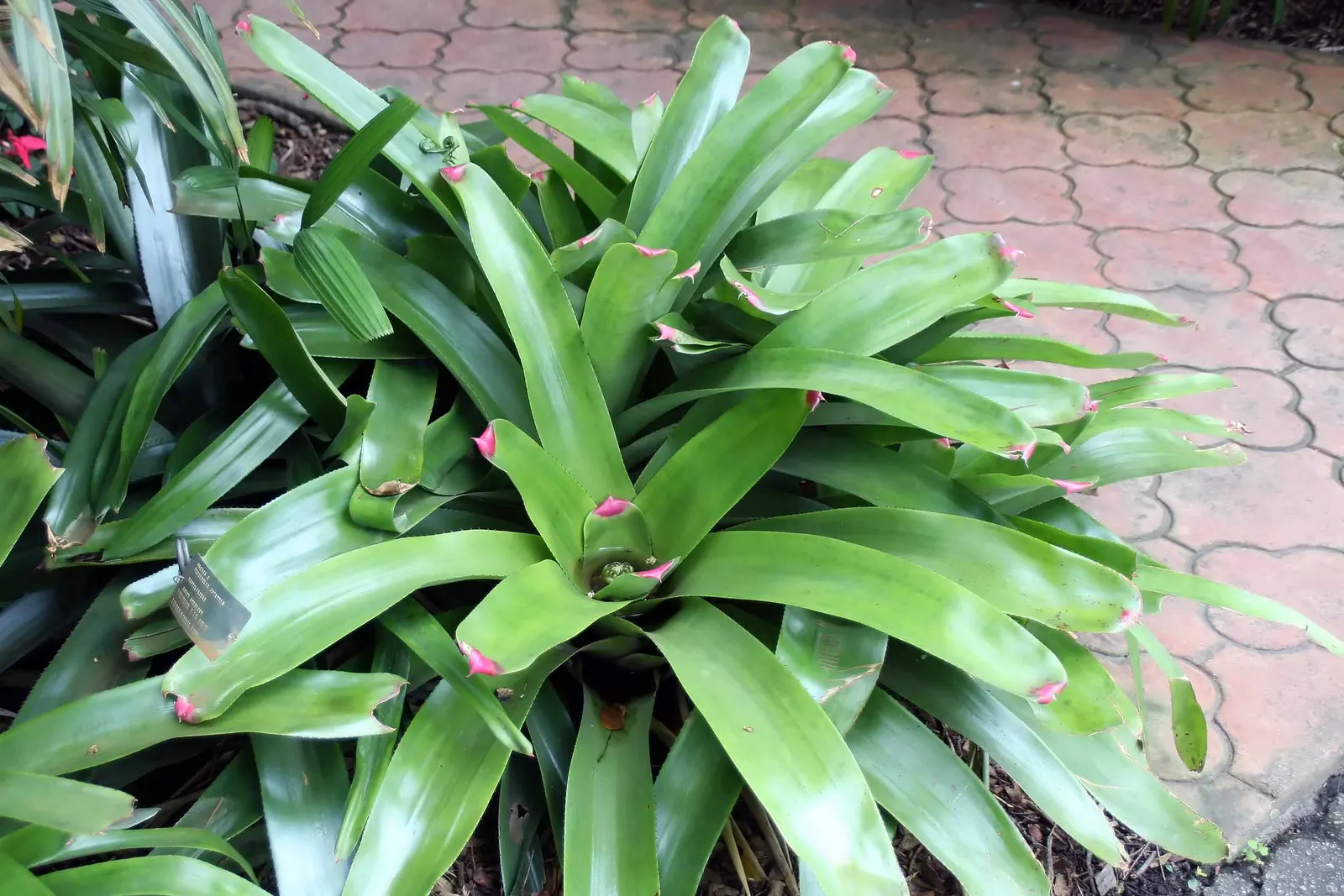 Neoregelias (Neoregelia Cultivars) — The center of the rosette
