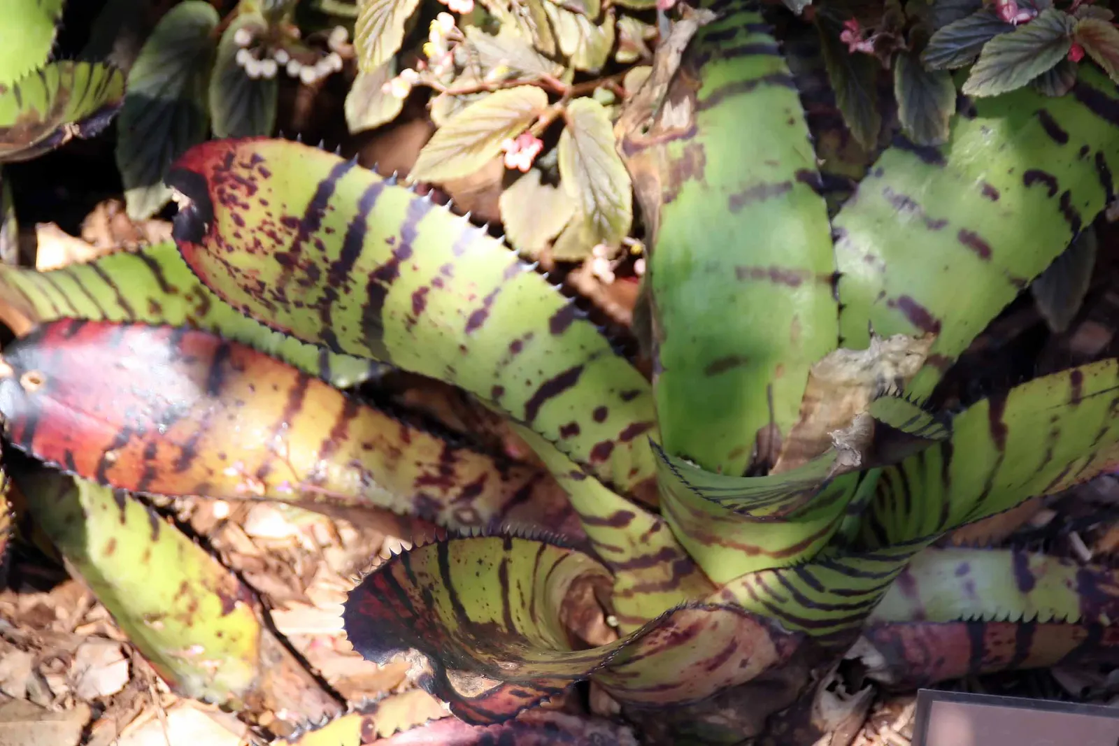 Neoregelias (Neoregelia Cultivars) — Moderate humidity and temperatures between 70-90&deg;F nurture their lush appearance