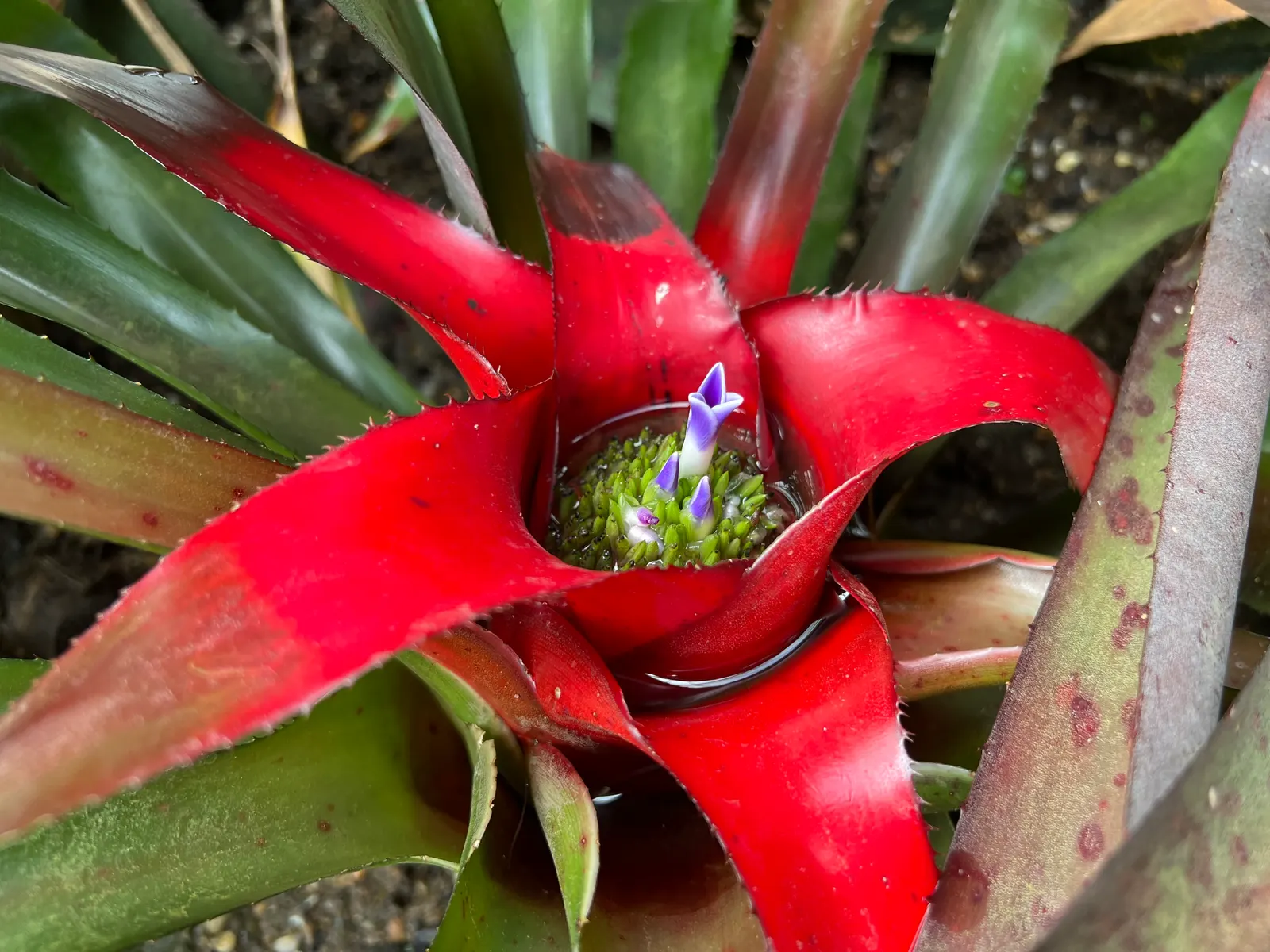 Neoregelias (Neoregelia Cultivars) — such as along walkways or in patio planters; consider their mature size and place them where their colorful, image 100