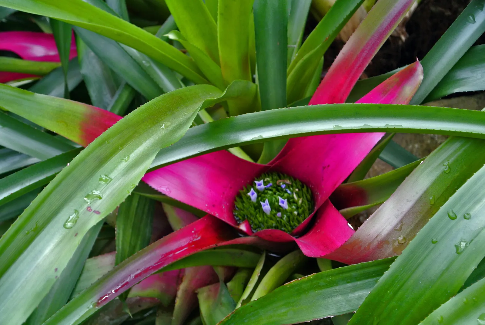 Neoregelias (Neoregelia Cultivars) — Ideal for accentuating tropical and subtropical garden designs; direct sun may scorch their leaves, while too, image 110