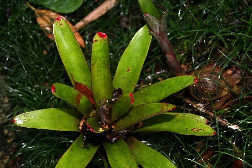 Neoregelias (Neoregelia Cultivars) — filled within their central tank rather than the soil