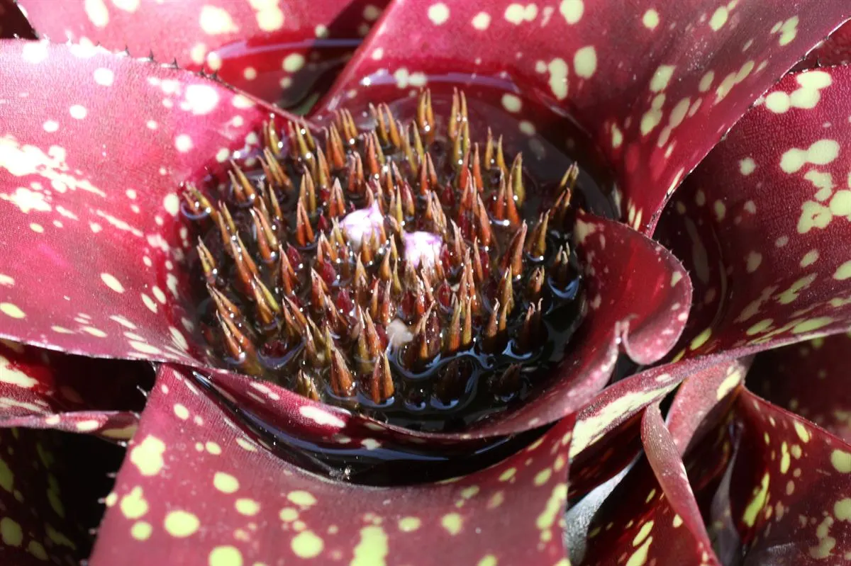 Neoregelias (Neoregelia Cultivars) — a fascinating group within the Bromeliad family; when situating these plants in the landscape