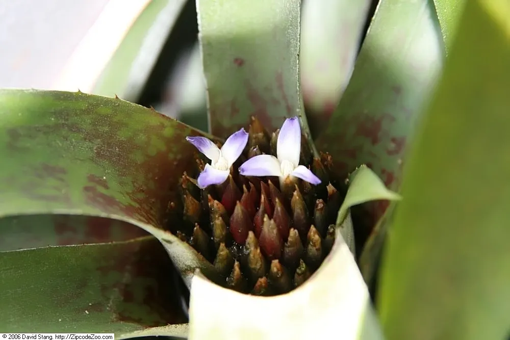 Neoregelias (Neoregelia Cultivars) — They present rosettes up to 18 inches wide; they possess a rosette of stiff, broad leaves that often feature, image 106