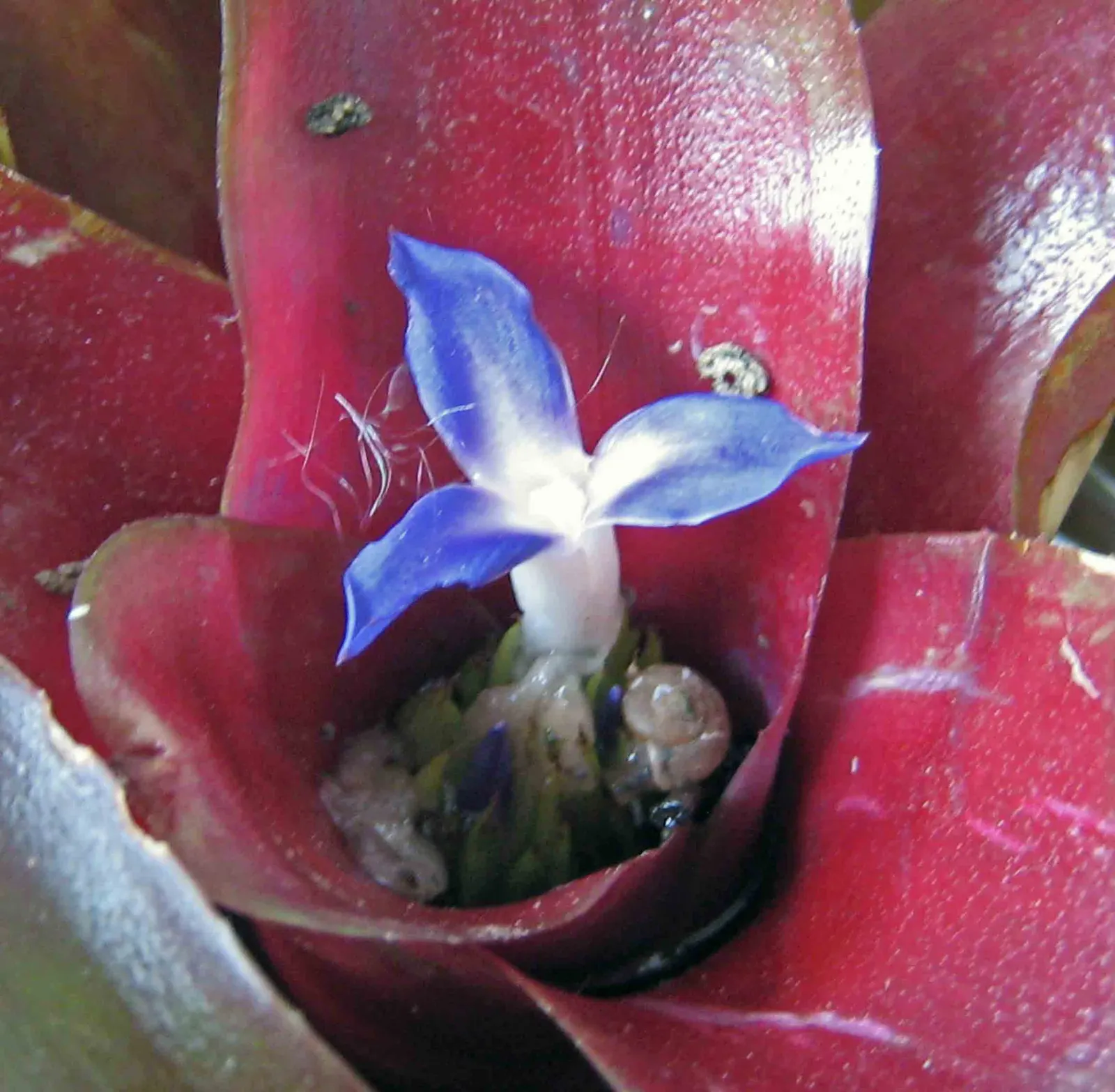 Neoregelias (Neoregelia Cultivars) — succulent for deep shade or shade