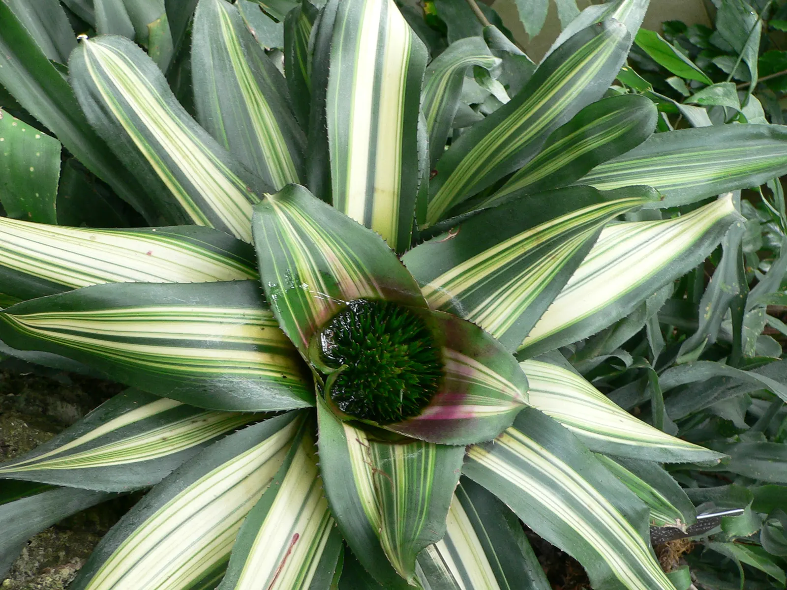 Neoregelias (Neoregelia Cultivars) — When situating these plants in the landscape