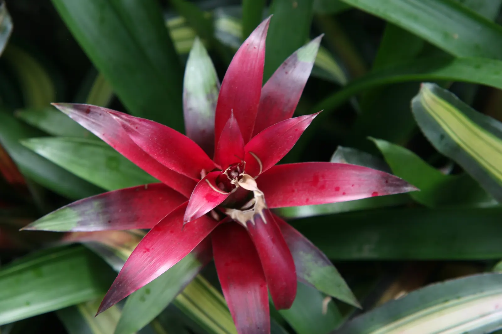 Neoregelias (Neoregelia Cultivars) — serve as strikingly attractive elements in any landscape design; vibrant Bromeliads prized for their striking, image 60