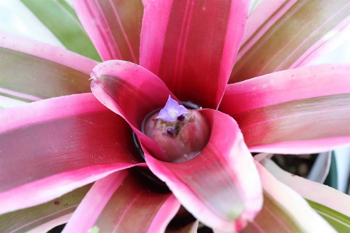 Neoregelias (Neoregelia Cultivars) — pink and red flowers in the garden; these plants boast a wide array of cultivars