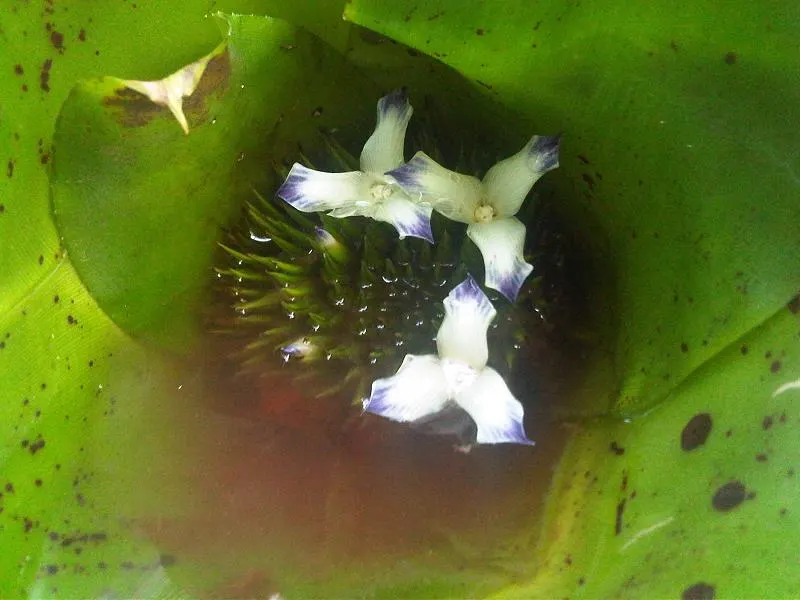 Neoregelias (Neoregelia Cultivars) — Direct sun may scorch their leaves, while too much shade can dull their vivid coloring