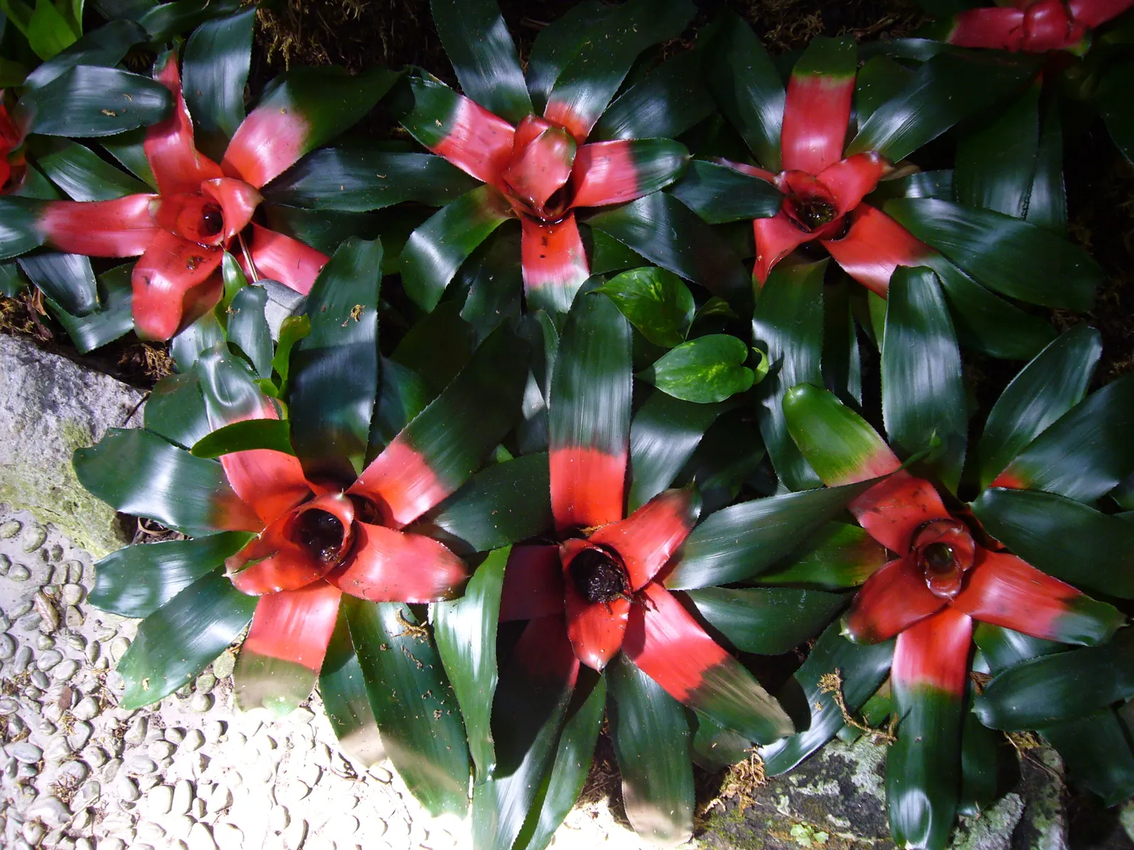 Neoregelias (Neoregelia Cultivars) — Optimal growth occurs in bright, filtered light with well-draining soil