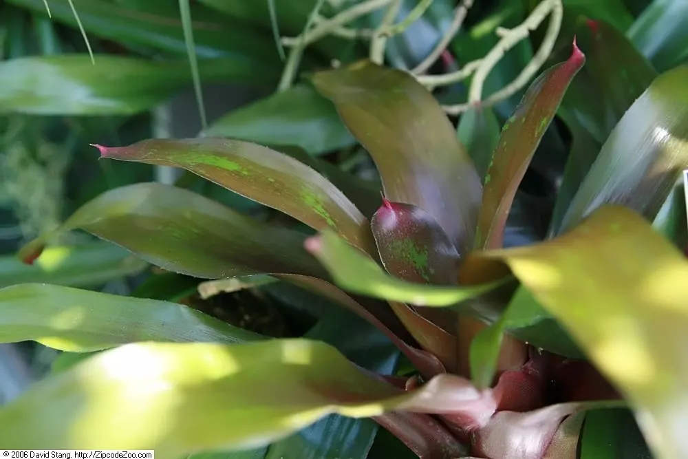 Neoregelias (Neoregelia Cultivars) — serve as strikingly attractive elements in any landscape design; vibrant Bromeliads prized for their striking, image 138