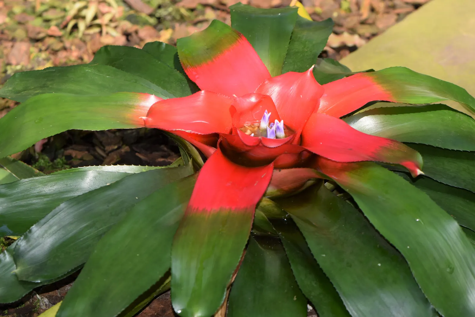 Neoregelias (Neoregelia Cultivars) — pink and red flowers in the garden; these plants boast a wide array of cultivars, image 76