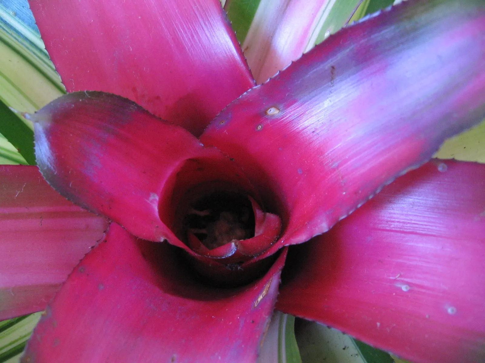 Neoregelias (Neoregelia Cultivars) — such as along walkways or in patio planters; consider their mature size and place them where their colorful foliage can be